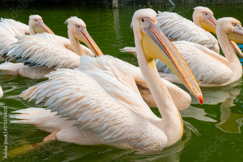 White pelicans glide gracefully through a green pond in sunny weather during a serene afternoon