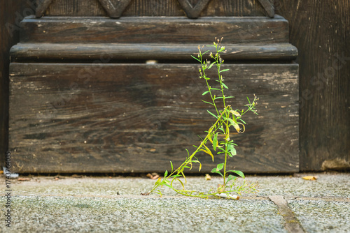 Wild plant grows resiliently through cracks in the sidewalk near an old wooden door showcasing nature's beauty in urban spaces