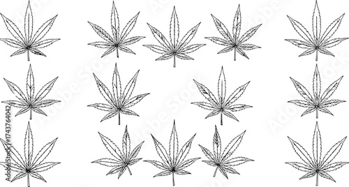 Cannabis leaf vector illustration, black and white botanical drawing, marijuana plant morphology, serrated leaf variations, grid layout, detailed herbal design