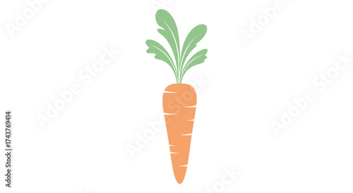 Freshly picked orange carrot with green leaves.