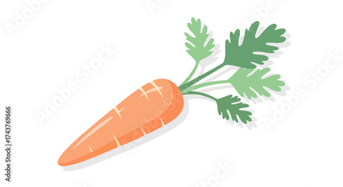 Fresh Orange Carrot with Green Leaves Isolated on White Background.