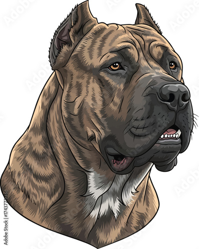 Presa Canario dog cute face closeup headshot portrait illustration