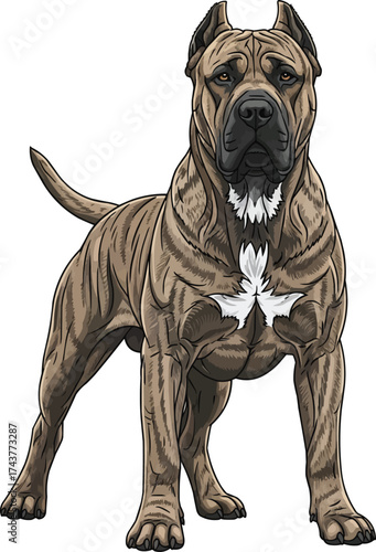 Presa Canario dog standing alert guard stance vector illustration
