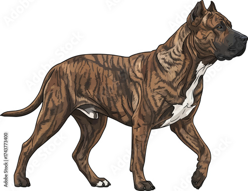 Presa Canario dog walking trotting side view vector illustration