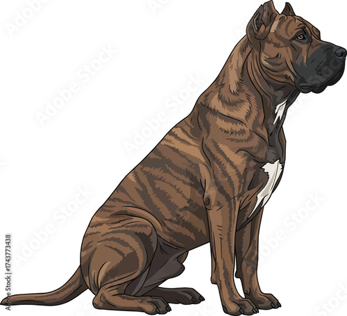 Presa Canario dog sitting sideways side profile vector illustration