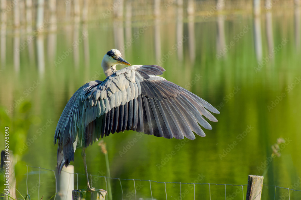 custom made wallpaper toronto digitalElegant grey heron captured on wooden log spreading wing with soft blurred lake behind