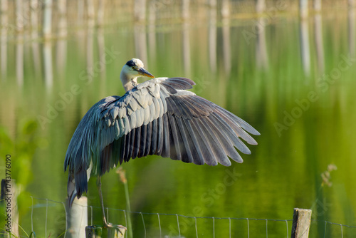 Wallpaper Mural Elegant grey heron captured on wooden log spreading wing with soft blurred lake behind Torontodigital.ca