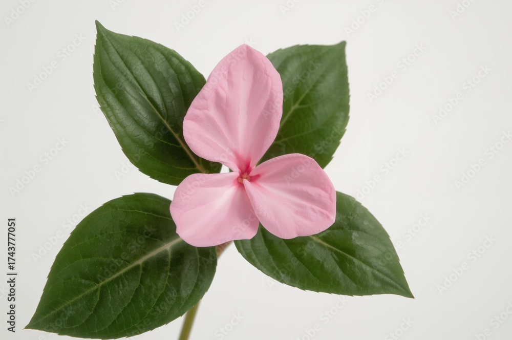 Obraz premium Bright Pink Impatiens Blossom with Green Leaves on White Background