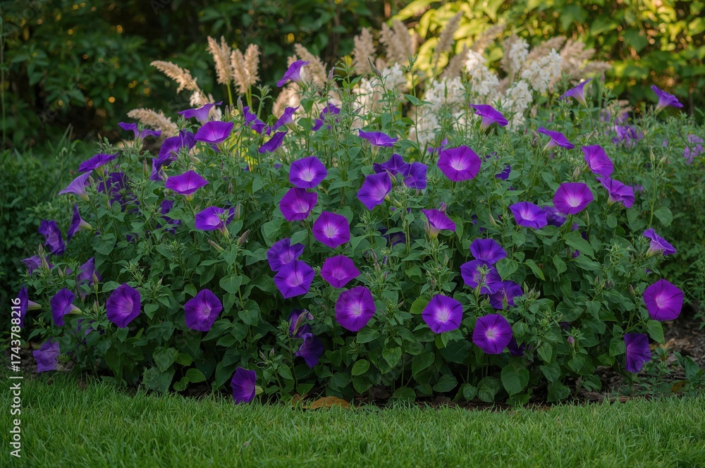 Obraz premium Purple morning glory blossoms in the garden