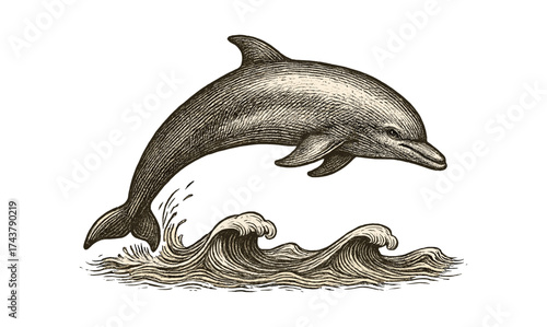 Vintage style dolphin jumping waves sketch artwork with detailed shading