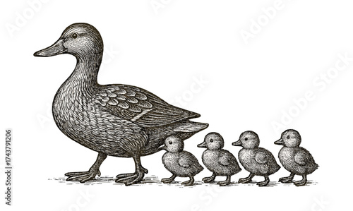 Vintage style engraving of mother duck with ducklings in line