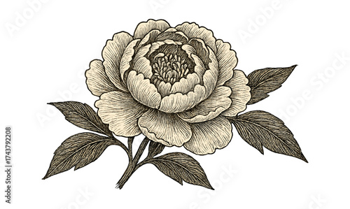 Elegant peony floral design in vintage engraved style with detailed leaves