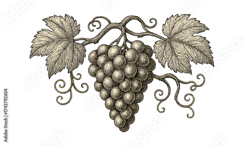 Engraved grapevine with leaves and tendrils in vintage style