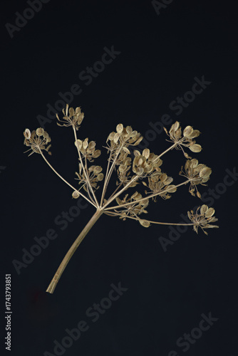 Macro photo of a dried umbelliferous plant with seed heads on a dark background