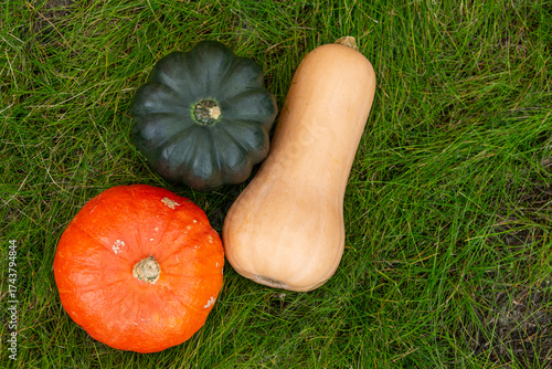 Three pumpkins of different varieties lie on green grass, top view.  Autumn harvest.