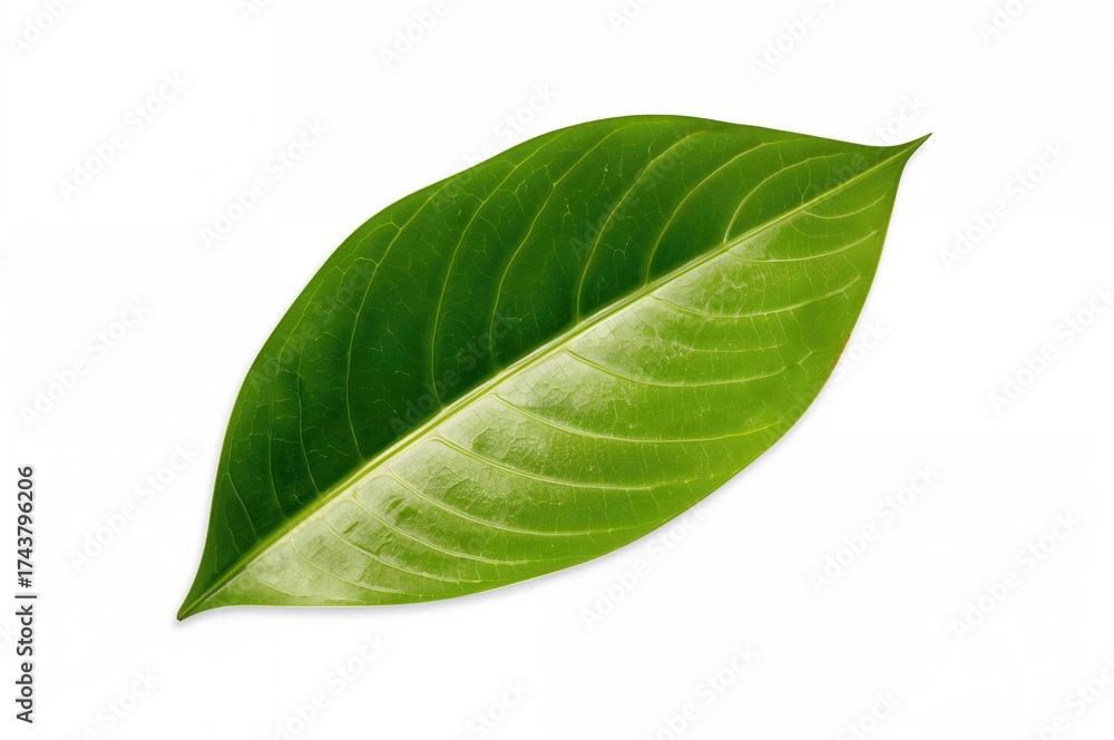 Obraz premium Philodendron Leaf Isolated on White Background