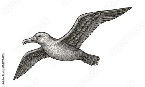 Detailed engraving of a majestic albatross in flight with outstretched wings