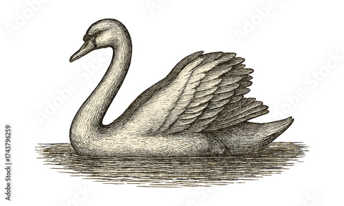Detailed hand drawn swan on water with textured feathers and elegant posture