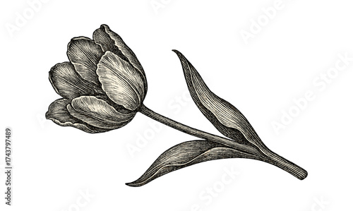 Detailed vintage tulip drawing with leaves on white background