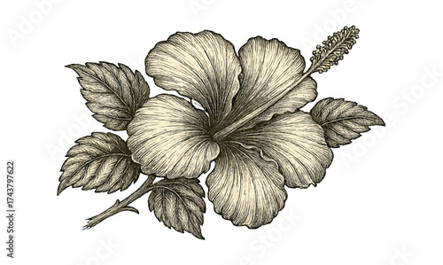 Detailed botanical hibiscus drawing with leaves in vintage style