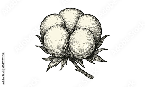 Detailed black and white cotton plant drawing with leaves