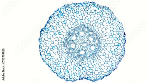 Foto Zea mays (corn) root cross-section photo. Monocot root section