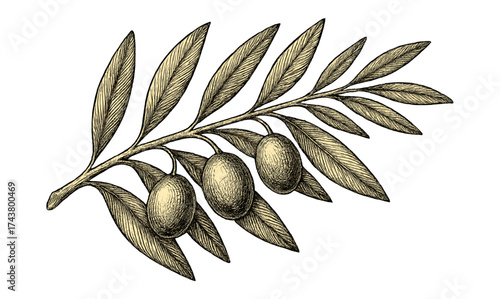 Hand drawn olive branch with leaves and olives in vintage style