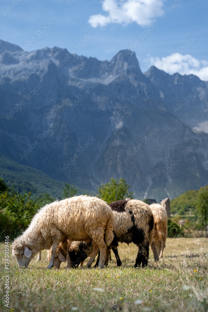 Fototapeta premium Sheeps with a View