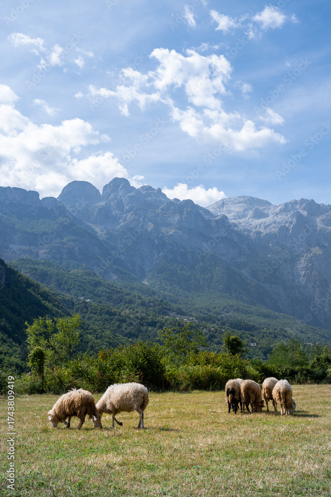 Fototapeta premium Sheeps in Albania