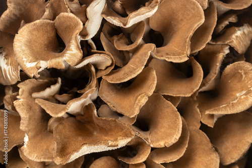 Top view of fresh maitake mushrooms