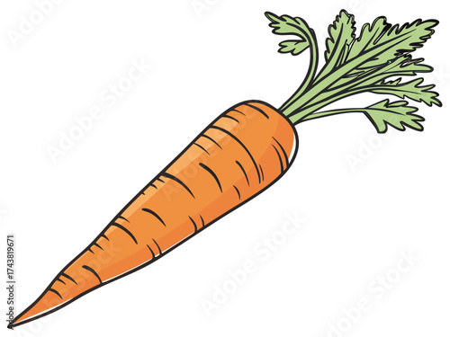 Fresh Carrot: A single, vibrant carrot with a lush green top stands out, embodying freshness and natural goodness. Perfect for highlighting healthy eating and culinary themes.