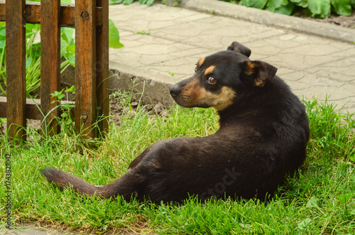 My little black dog is resting