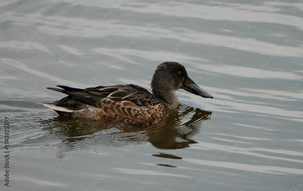 Fototapeta premium northern shoveler duck (spathula clypeata) swimming in the water with a reflection