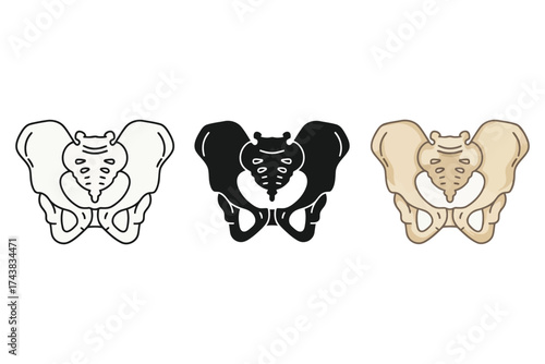 Vector art of pelvic bone vector icon set human anatomy, skeleton, and medical concept