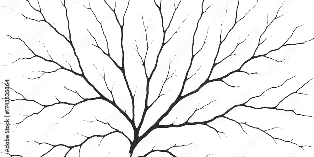 Fototapeta premium Tree branches with snow on a white background are a bare winter nature silhouette