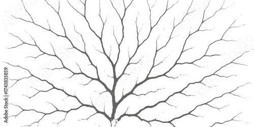 Cracked concrete wall pattern with bare branches silhouette against the sky