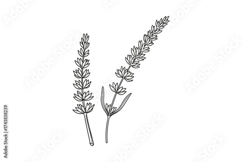 Illustration of lavender sprigs, showcasing the delicate leaves and fragrant flowers