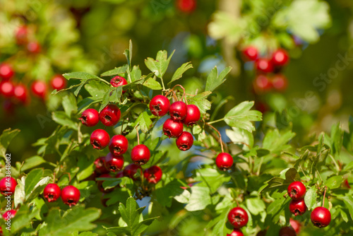 Wallpaper Mural Autumn harvest of hawthorn berries in natural light Torontodigital.ca