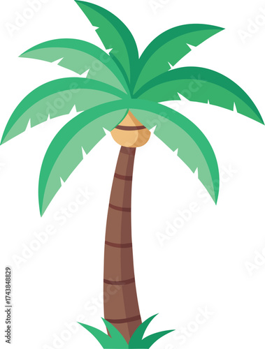 Coconut tree