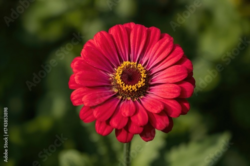 Vibrant and Charming Zinnia Blossom
