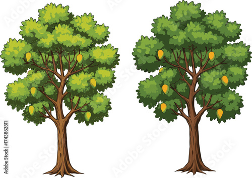 Mango, tree, fruit, foliage, branches, ripe, yellow, green, comparison, agriculture, nature, landscape, organic, tropical, orchard, growth, structure, environment, design, illustration, reference