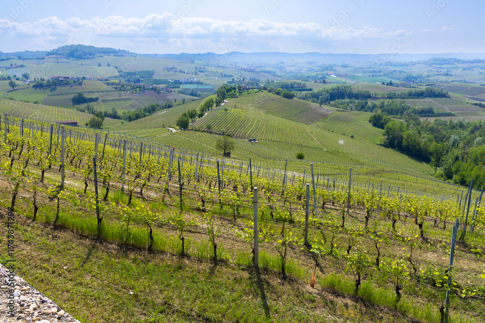 Fototapeta premium Piedmont Langhe hills with vineyards in Novello, Italy