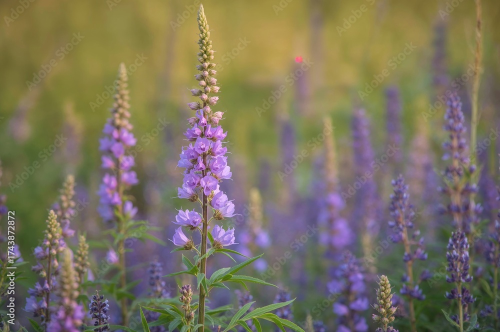 Obraz premium Echium vulgare plant, commonly known as viper's bugloss or blueweed