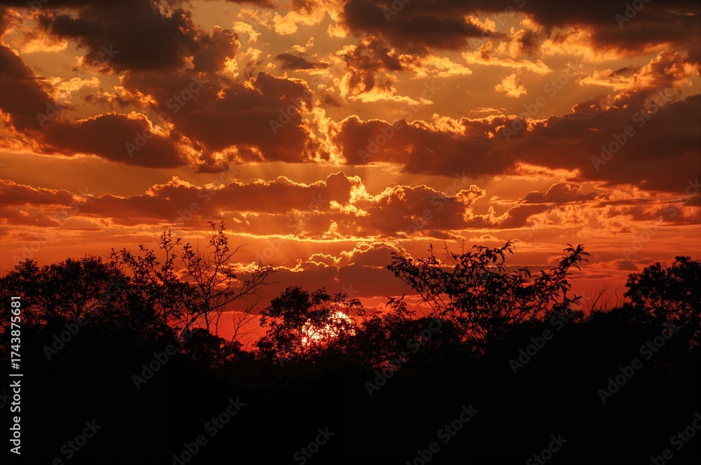 Fototapeta premium Bright sunset featuring wild outlines against a sky of orange and yellow hues