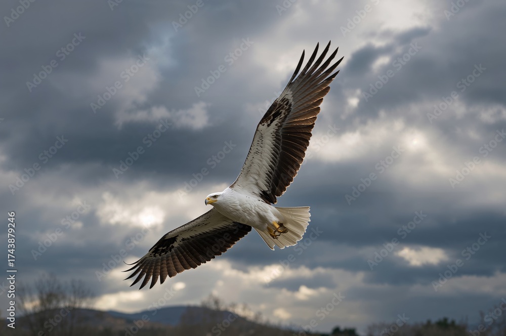 Obraz premium Soaring White Tailed Eagle Against a Dramatic Sky