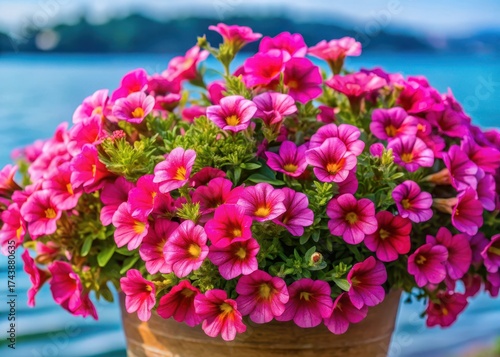 Wallpaper Mural Vibrant double pink flowers of Calibrachoa parviflora blooming in a seaside pot Torontodigital.ca