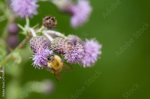 Bumblebee on wildflowers in New York