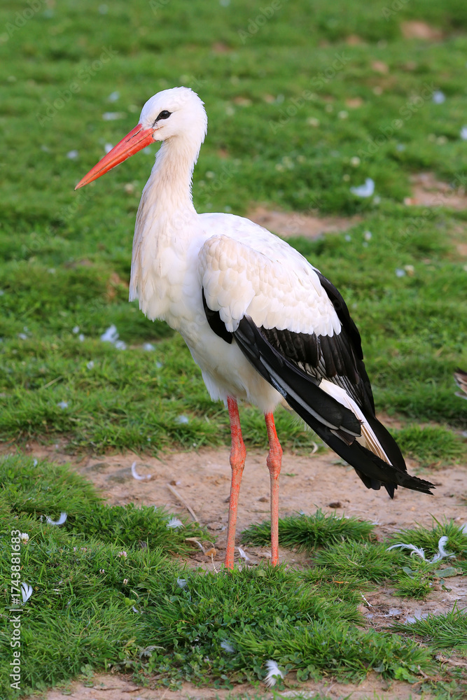 Fototapeta premium White Stork Ciconia ciconia in spring