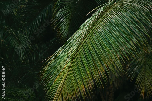 Lush green palm leaves creating a vibrant tropical backdrop