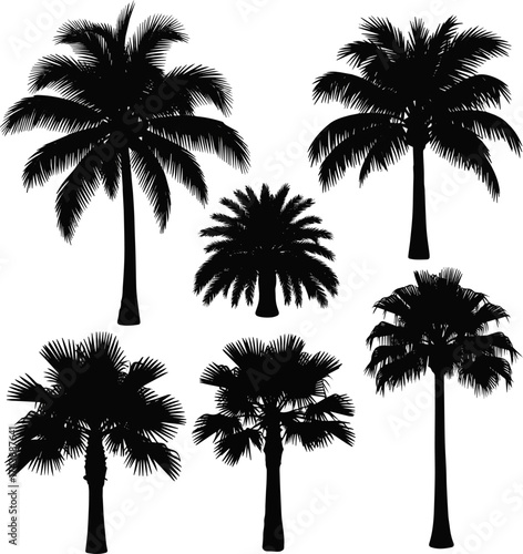 Isolated a kinds of deferent palm, tree, tropical, beach, sunset, sky, nature, coconut, silhouette, palm tree, sea, island, leaf, summer vector art white background .